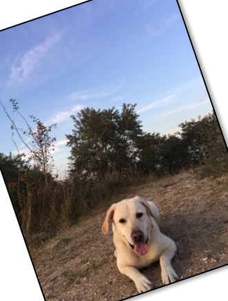 Der Haus und Kinderhund